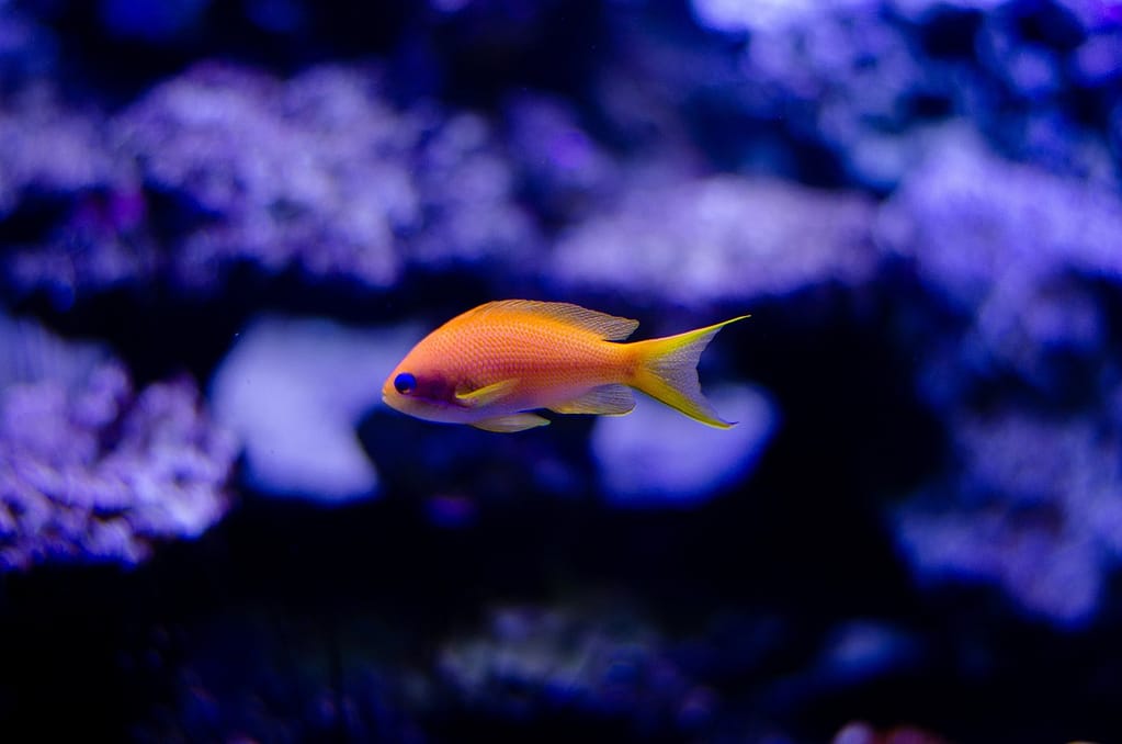Tropical Fish Under Blue Light
