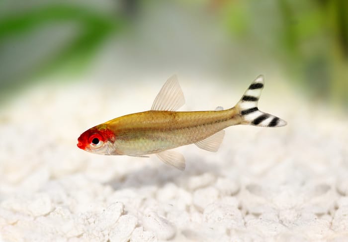 Fish Laying on Bottom of Tank: Common Causes and Solutions
