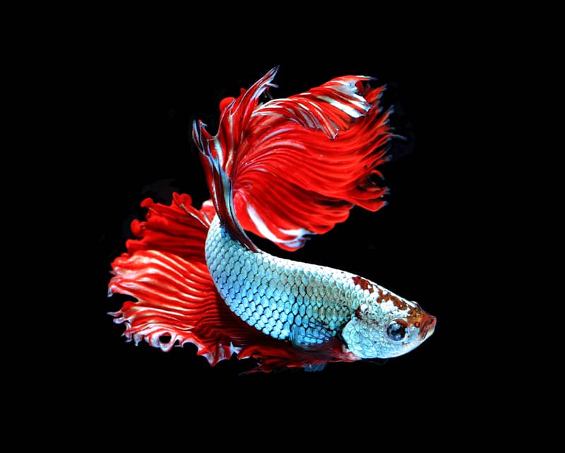 Beautiful Betta Fish: 9 Types to Brighten Up Your Aquarium
