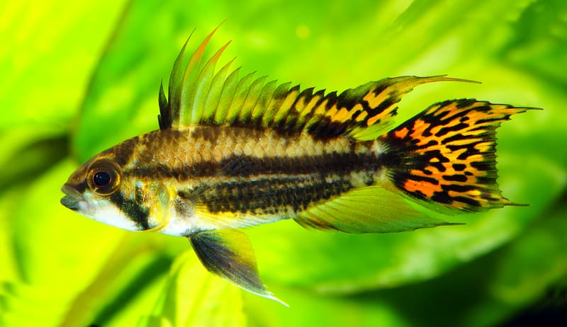 What Are The Best Cichlids For A 20 Gallon Tank?