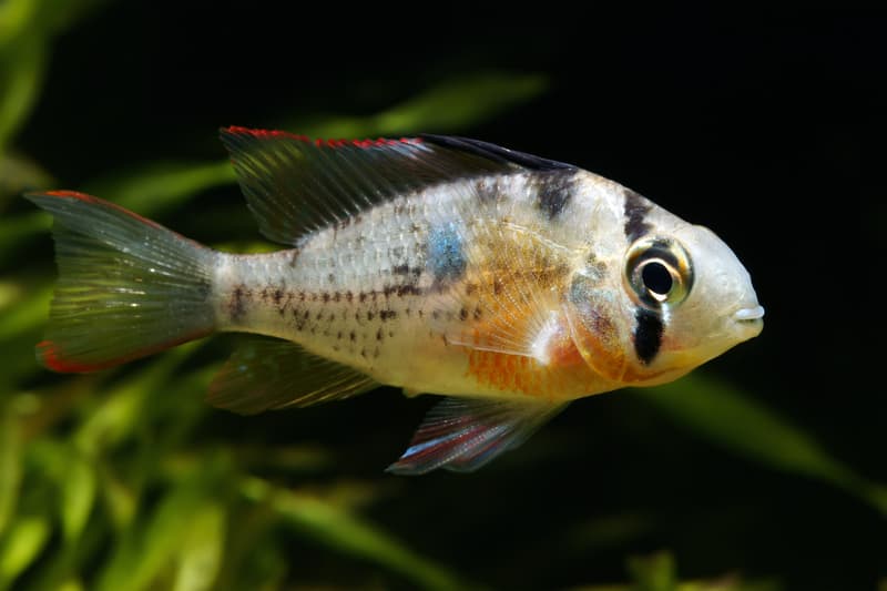 Why Are My Cichlids Losing Color?