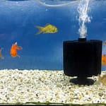 Why do some aquarium fish stay under filters?