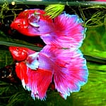 Can betta fish live with other fish?