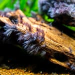How to remove black algae from fish tank