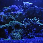 Blue light fish tank