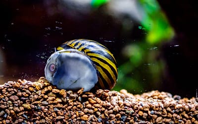 4 Best Fish For A 3 Gallon Tank
