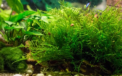 The 10 Small Plants For Any Aquarium (Low Maintenance)
