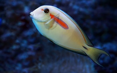 The Best Saltwater Aquarium: 8 Top Picks Reviewed