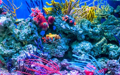 How Fast Does Aquarium Coral Grow?