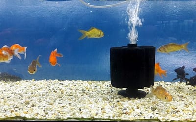 Why Do Some Aquarium Fish Stay Under Filters? (What to do)