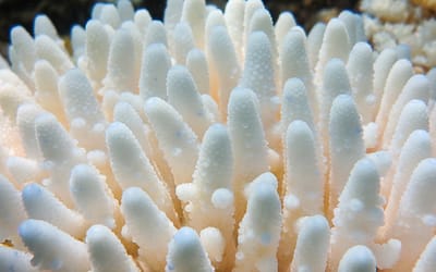 Is Your Saltwater Aquarium Coral Turning White? (Here’s What to Do)
