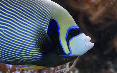 What Size Tank Do I Need For An Angelfish?