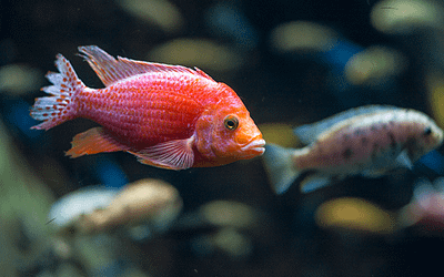 18 Most Colorful Tropical Fish for Every Aquarium