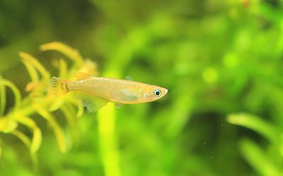 16 Best Fish For A 10 Gallon Tank
