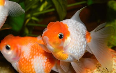 Koi Fish vs Goldfish: 14 Differences to Help You Decide