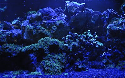 Should I Use Blue Light In My Fish Tank?