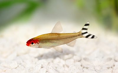 Fish Laying on Bottom of Tank: Common Causes and Solutions