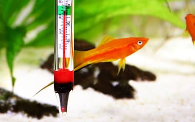The 6 Best Aquarium Chillers for Maintaining Ideal Water Temperature