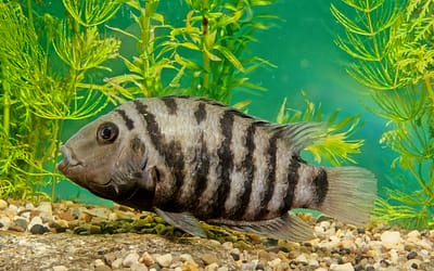 Cichlids Rubbing On Sand And Scratching On Rocks: What To Do