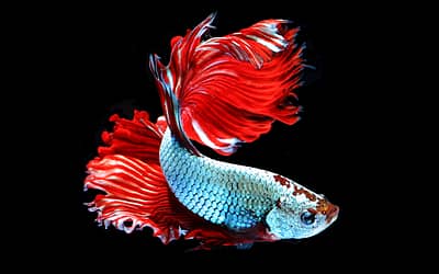 Beautiful Betta Fish: 9 Types to Brighten Up Your Aquarium
