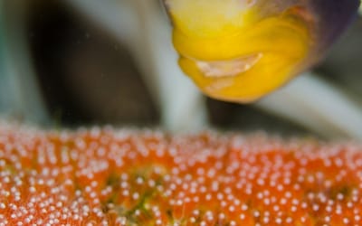 Do Clownfish Eat Their Own Eggs?