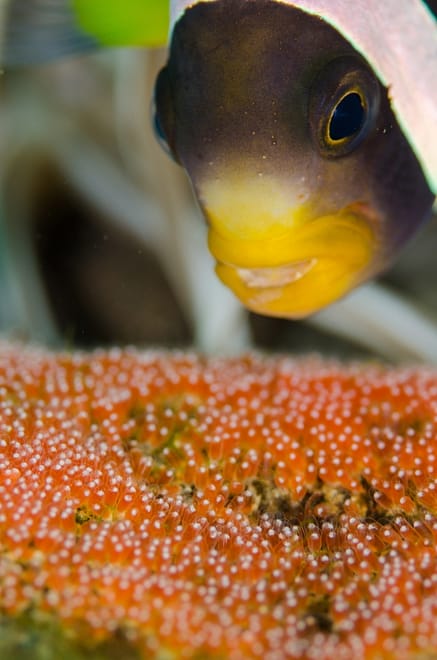 Clownfish with eggs