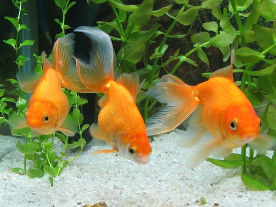 Goldfish Photo