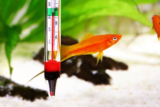 Aquarium thermometer: Water temperature