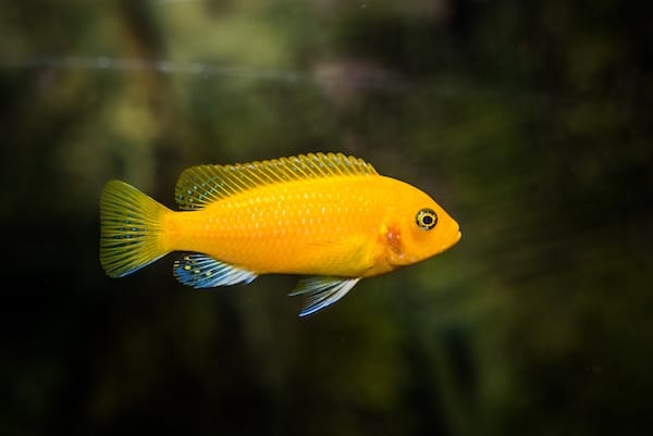 Yellow Cichlid Photo