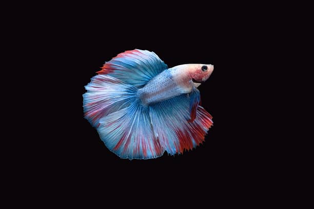 Doubletail grizzle betta