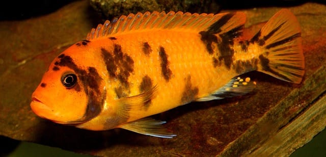 Orange Cichlid