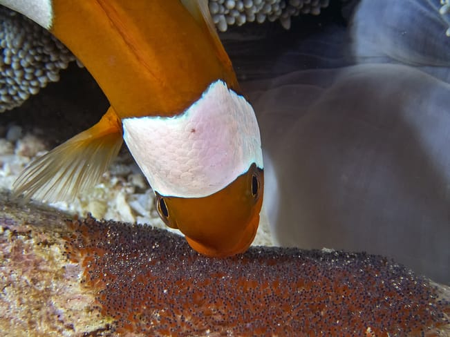 Clownfish tending eggs