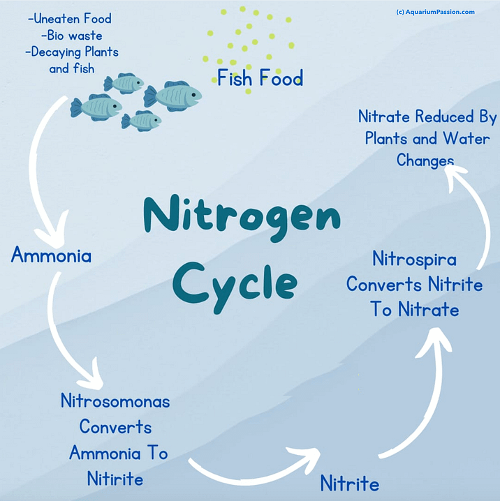 Nitrogen cycle graphic