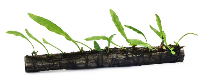 Java fern tied to bogwood