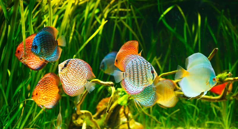 School of Multicolored Discus Fish Photo