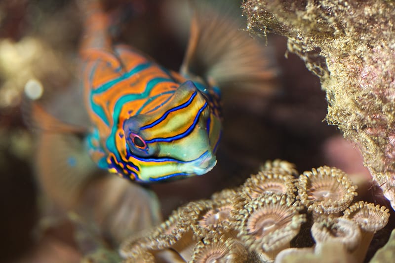 Mandarin Fish Photo