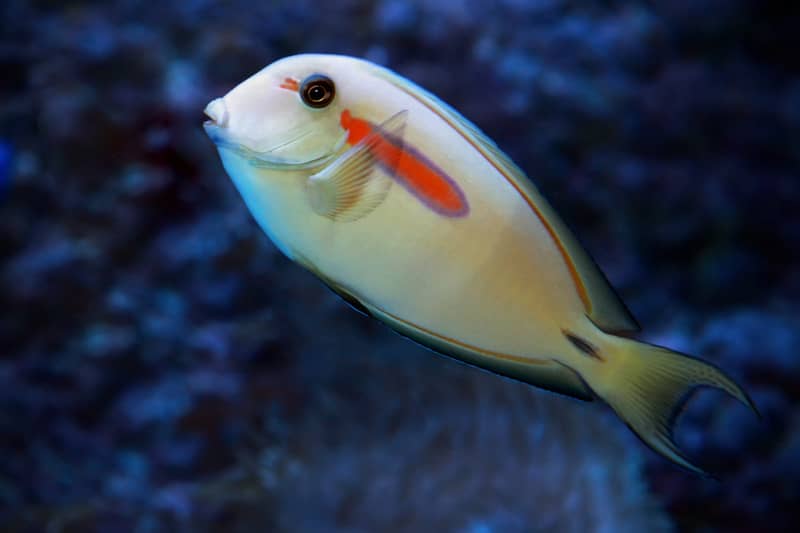 Orange Band Surgeonfish Photo