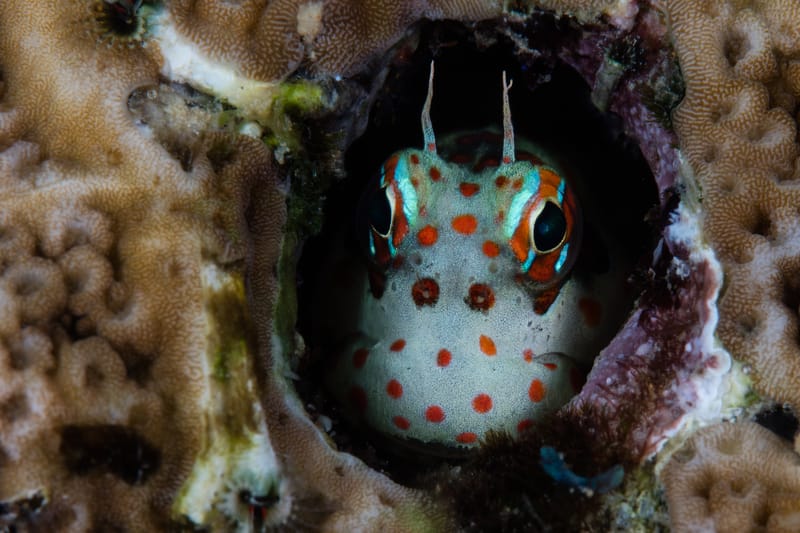 Red Spotted Blenny Photo