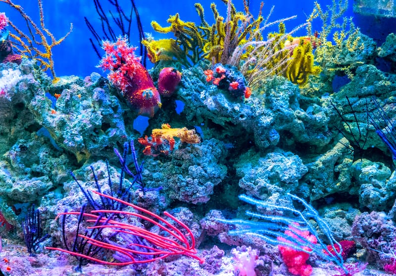 How fast does aquarium coral grow?