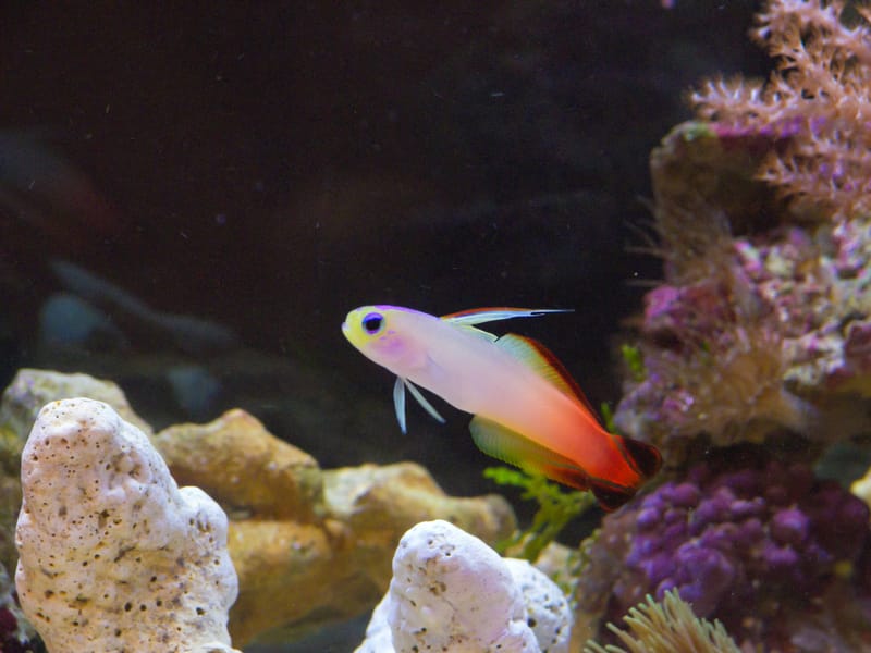 Elegant Firefish Photo