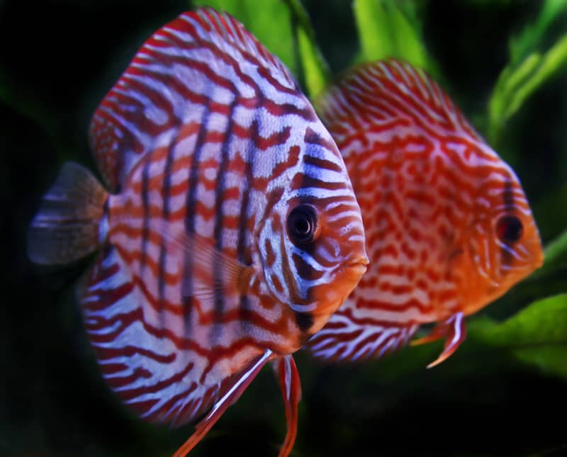 Two Red Discus Fish Photo